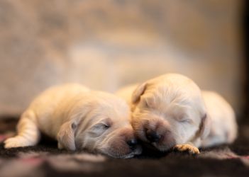 Golden Retriever Retriever