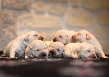 Golden Retriever Retriever