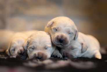 Golden Retriever Retriever
