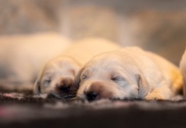 Golden Retriever Retriever