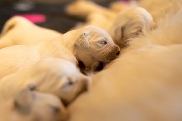 Golden Retriever Retriever