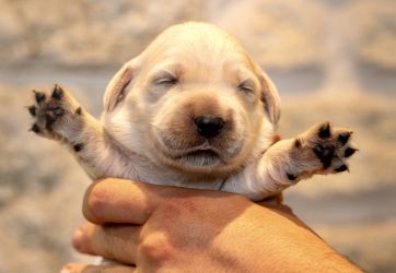 Golden Retriever Retriever