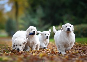 Golden Retriever Retriever