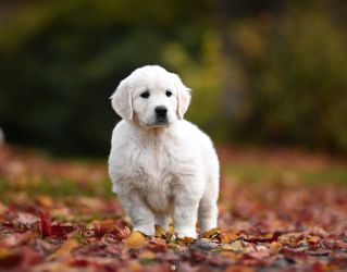Golden Retriever Retriever