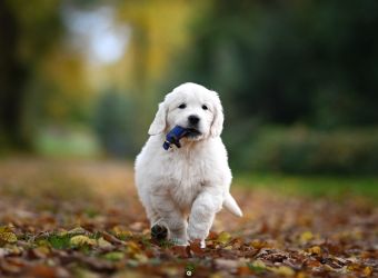 Golden Retriever Retriever