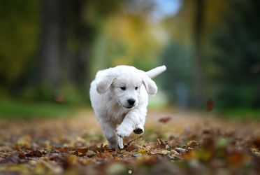 Golden Retriever Retriever