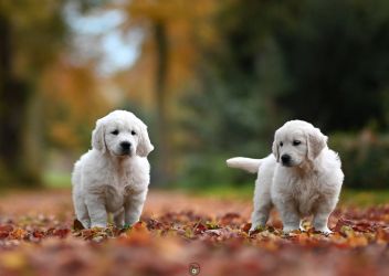 Golden Retriever Retriever