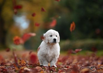Golden Retriever Retriever