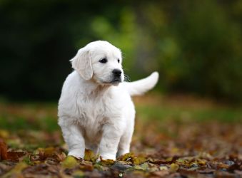 Golden Retriever Retriever
