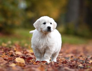 Golden Retriever Retriever