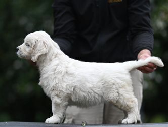 Golden Retriever Retriever