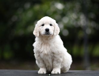 Golden Retriever Retriever