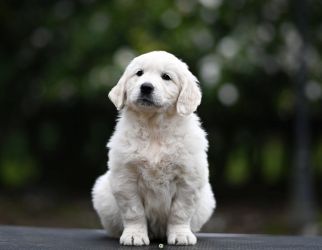 Golden Retriever Retriever