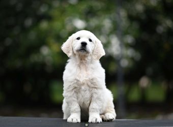 Golden Retriever Retriever