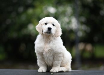 Golden Retriever Retriever