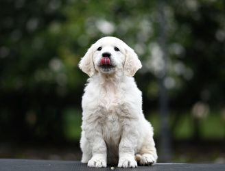 Golden Retriever Retriever