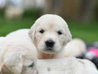 Golden Retriever Retriever