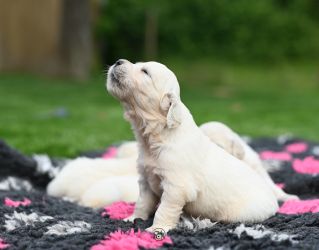 Golden Retriever Retriever