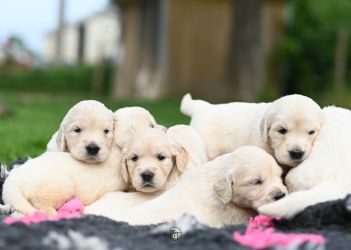 Golden Retriever Retriever