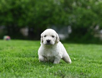 Golden Retriever Retriever