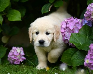 Golden Retriever Retriever