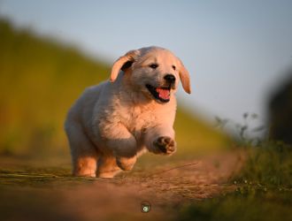 Golden Retriever Retriever