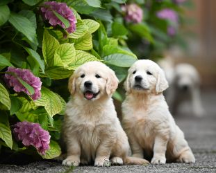 Golden Retriever Retriever