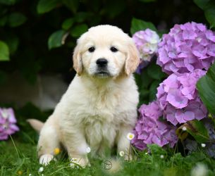 Golden Retriever Retriever