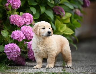 Golden Retriever Retriever