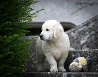Golden Retriever Retriever