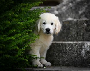 Golden Retriever Retriever