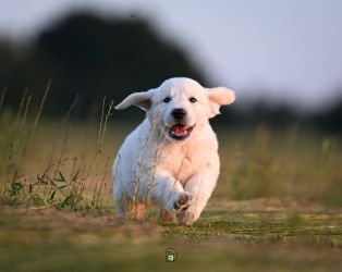 Golden Retriever Retriever