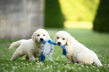 Golden Retriever Retriever