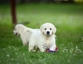Golden Retriever Retriever