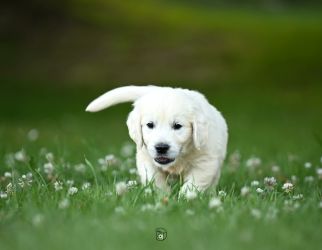 Golden Retriever Retriever