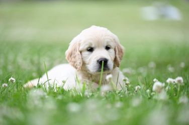Golden Retriever Retriever