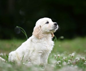 Golden Retriever Retriever