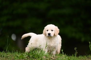 Golden Retriever Retriever