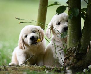 Golden Retriever Retriever