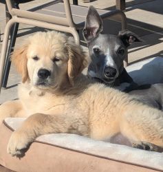 Golden Retriever Retriever