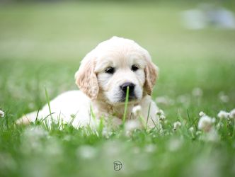 Golden Retriever Retriever