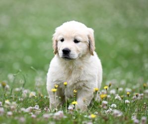 Golden Retriever Retriever