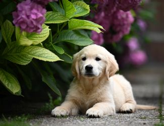 Golden Retriever Retriever