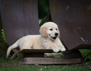 Golden Retriever Retriever