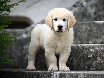 Golden Retriever Retriever