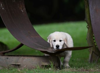Golden Retriever Retriever