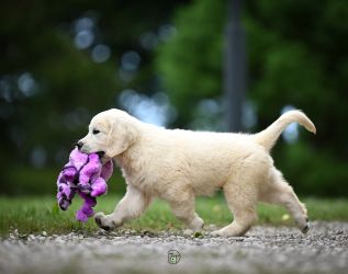 Golden Retriever Retriever