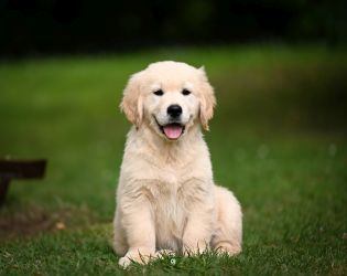 Golden Retriever Retriever