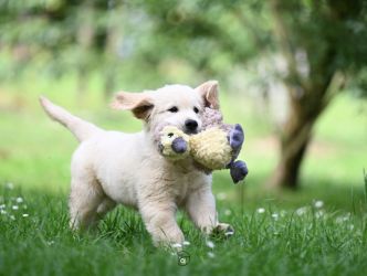 Golden Retriever Retriever