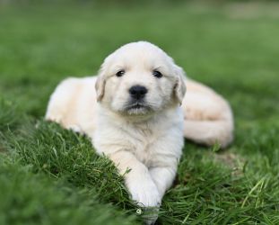 Golden Retriever Retriever